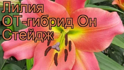 Луковицы Лилия ОТ-гибрид Зелмира 2 шт. - купить по низкой цене с доставкой