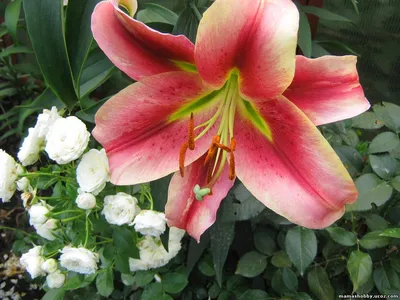 Лилия от-гибрид Он Стейдж (lilium) 🌿 лилия Он Стейдж обзор: как сажать  луковицы лилии Он Стейдж - YouTube