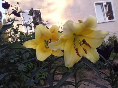 ЛИЛИИ - Фотоальбомы - Mama's Hobby