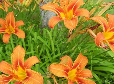 Лилия оранжевая весенняя 10.00грн - Купить Лилии на Ботанике