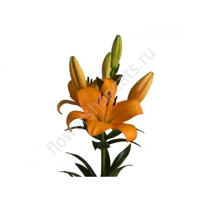 Красивая оранжевая лилия имеет листья длинного зеленого цвета Стоковое  Изображение - изображение насчитывающей около, больш: 96166815