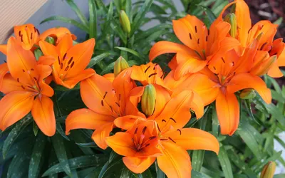 Оранжевые лилии фотография автора nikitin фото номер 171827 фотка на  ФотоПризер