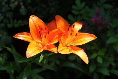 оранжевые лилии цветущие весной, картина лилии фон картинки и Фото для  бесплатной загрузки