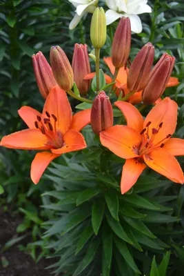 Лилии (лилия) оранжевого цвета Стоковое Фото - изображение насчитывающей  померанцово, цветок: 56129320