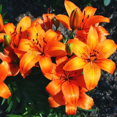 Множество оранжевого Bulbiferum лилии/лилии лилии также известного как лилия  огня Стоковое Изображение - изображение насчитывающей закрыто, сад:  150913561