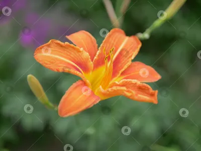 Оранжевые лилии в саде стоковое фото. изображение насчитывающей цветасто -  151170836