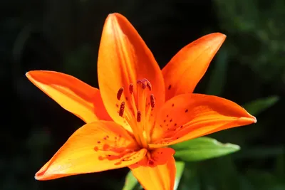 Оранжевый цветок лилии, оранжевая лилия дня Стоковое Фото - изображение  насчитывающей желтый, день: 72829258