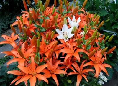 Оранжевые лилии: описание популярных сортов | блог интернет - магазина  АртФлора
