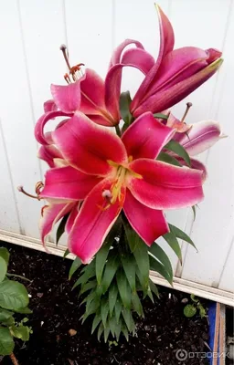 Photo of the entire plant of Lily (Lilium 'Palazzo') posted by William (All  Things Plants) | Beautiful flowers pictures, Amazing flowers, Flowers nature