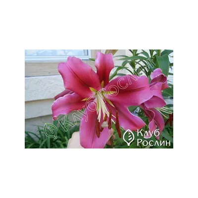 Отзыв о Лилия Палаццо Flowerbulbs | Прекрасной лилии цветок всех ароматнее  духов и всех шелков всегда воздушней!