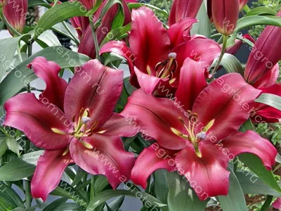 Oriental Lilium 'Palazzo' - Tesselaar