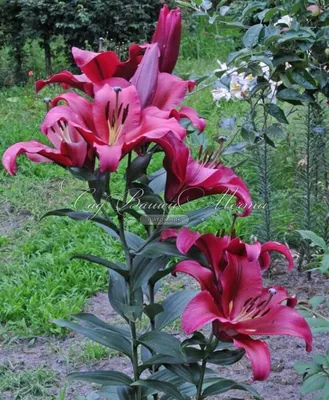 Лилия Палаццо Lilium Palazzo