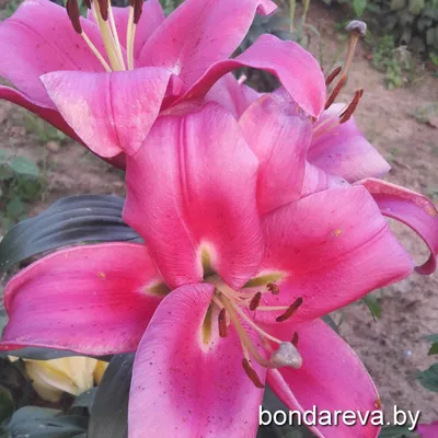 Photo of the entire plant of Lily (Lilium 'Palazzo') posted by NW15 -  Garden.org