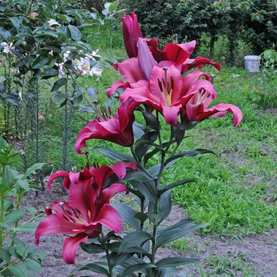 Photo of the bloom of Lily (Lilium 'Palazzo') posted by NW15 - Garden.org
