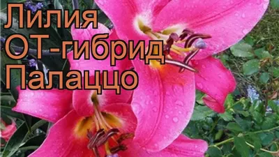 Лилия Палаццо ОТ гибрид Зимостойкая, высокая, крупная На ветке 5 - 7  бутонов В 2л горшках Аромат тонкий, едва уловимый | Instagram