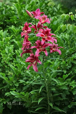 Lilium 'Palazzo' oriental lily Palazzo – scented deep pink flowers with  ruffled and twisted petals, July, England, UK Stock Photo - Alamy