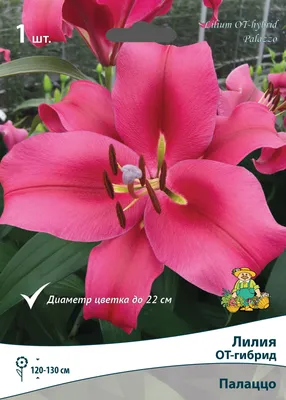 Photo Lily Palazzo - plant 1 | Garden-en.com