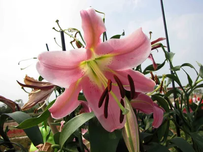 Lilium palazzo hi-res stock photography and images - Alamy