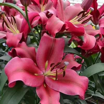 Palazzo' — The Lily Garden