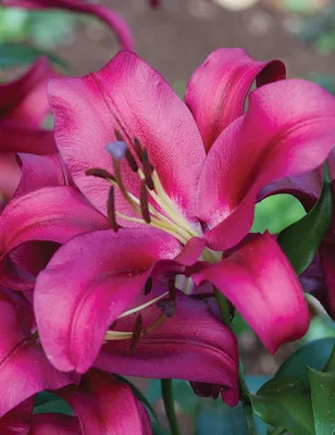 File:東方喇叭雜交百合 Lilium Palazzo -廣州冠勝農業公園 Guangzhou, China- (45238749042).jpg  - Wikimedia Commons