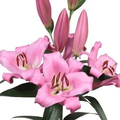 Lilium x hybridum hi-res stock photography and images - Alamy