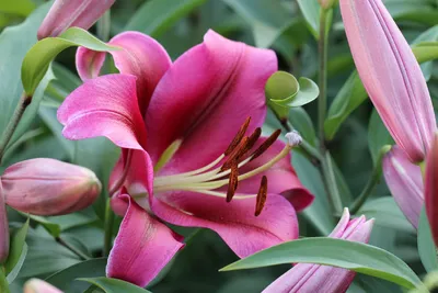Лилия восточная Авиньер (Lilium oriental Avinger) 2-3л, цена в  Санкт-Петербурге от компании Вилла-планта (садовый центр и питомник  растений, ландшафтное бюро)