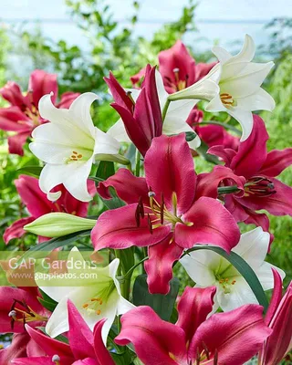 Photo Lily Palazzo - plant 2 | Garden-en.com