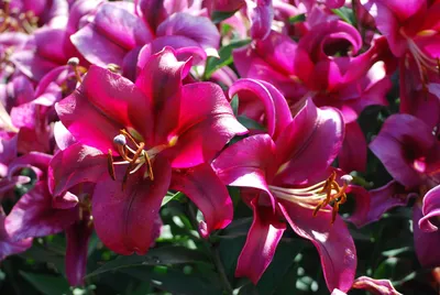 Pin by nunes Rose on FLORES | Flower seeds, Lilium, Flowers