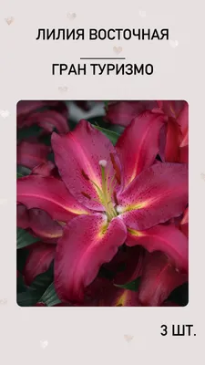 Lilie Palazzo - OT hybridy (Lilium) | Rostliny-cs.com