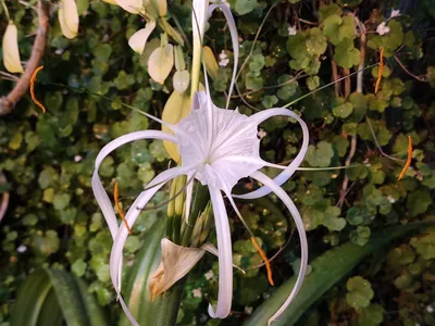Лилия паука стоковое фото. изображение насчитывающей цветок - 97364216