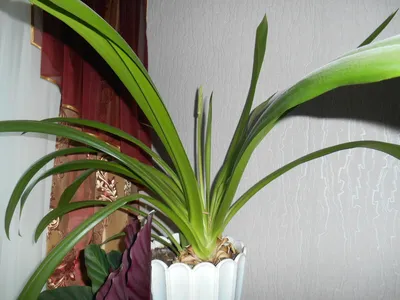 Лилия - паук (перуанский цветок, мембранный цветок, исмена, гименокаллис)  Фесталис - Саженцы