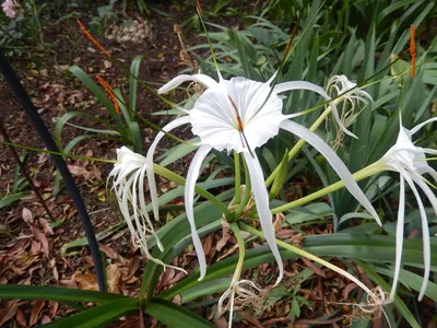 Гименокаллис, белая лилия, лилия Паук, перуанский нарцисс: 150 грн. -  Комнатные растения Кулиничи на Olx