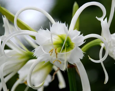 Hymenocallis speciosa или лилия пляжного паука - красивый белый цветок с  зелеными листьями | Премиум Фото