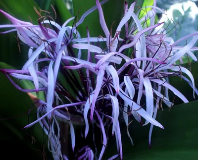 Лилия паука, Hymenocallis Caribaea Белая карибская паук-лилия Стоковое  Изображение - изображение насчитывающей парк, укусы: 110259213