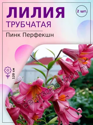 Лилия трубчатая Пинк Перфекшн трубчатые гибриды - Плодовый дом Игоря