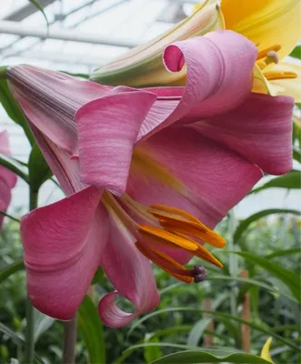 Лилия Pink Perfection - Lilium Pink Perfection – Garden Seeds Market |  Бесплатная доставка