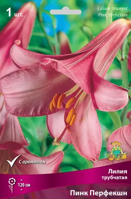 Купить лилия трубчатая пинк перфекшен (pink perfection), 1 шт по цене 0  руб. в интернет магазине \"Первые Семена\"