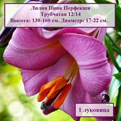 Лилия трубчатая «Пинк Перфекшн», высота 50 см, 1 шт. по цене 198 ₽/шт.  купить в Сургуте в интернет-магазине Леруа Мерлен