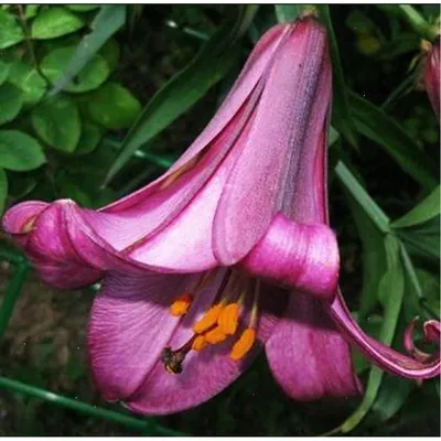 Лилия \"Pink Perfection\" (Пинк Перфекшен) - Саженцы лилий - купить недорого  лилии в Москве в интернет-магазине Сад вашей мечты