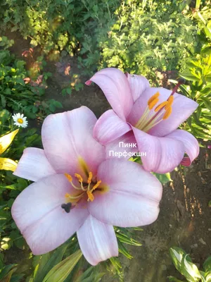 Лилия трубчатая Pink Perfection (Пинк Перфекшн) купить саженцы почтой из  питомника «АГРОФОНД»