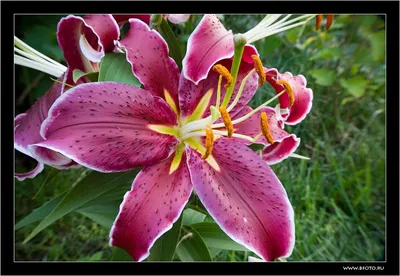 Лилия Pink Perfection (Пинк Перфекшен)🌷 - купить луковицы и клубни в  Украине | FLORIUM.UA✓