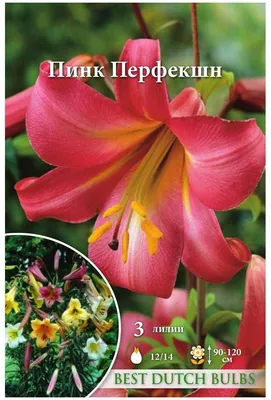 Семена/ Луковичные растения /Луковица/ Лилия Трубчатая Пинк Перфекшн 2 шт  Агрофирма Поиск 64755117 купить в интернет-магазине Wildberries
