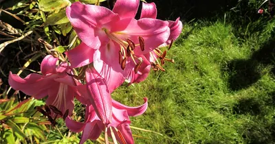 Лілія Трубчата \"Pink Perfection\" купити поштою в Одесі, Києві, Україні |  Agro-Market