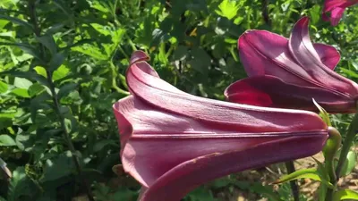 Лилия трубчатая Пинк Планет Lilium trumpet Pink Planet - купить луковицы  цветов с доставкой по Украине в магазине Добродар