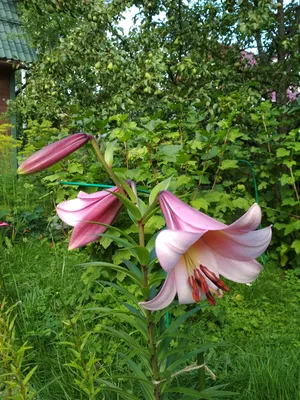 Лілія Pink Perfection - Dutch Bulbs