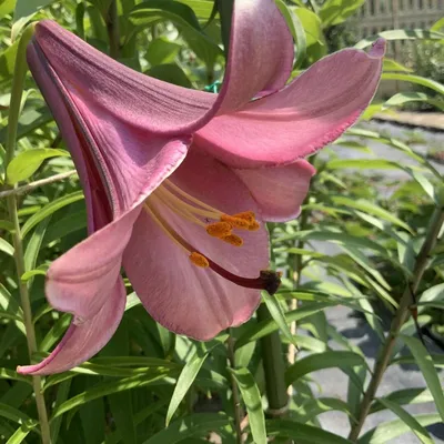 Лилия / Lilium - Pink Perfection