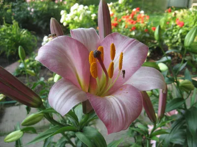 Лилия / Lilium - Pink Perfection