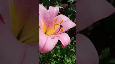 Лилия Трубчатая Pink Planet 14/16: продажа, цена в Миргороде. Семена и  клубни трав и цветов от \"Цветочный центр \"Лилия\"\" - 2032442512
