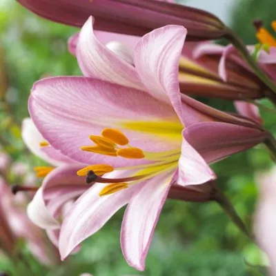Pink perfection №1369 заказать с доставкой в Днепр Запорожье Одесса  Николаев Херсон Харьков Чернигов Суммы Черкассы Полтава Кропивницкий  Винница Львов Ровно Луцк Ивано-Франковск Житомир Тернополь Ужгород  Хмельницкий Киев Черновцы и другие города