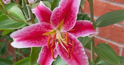 Лилия Пинк Перфекшн (Lilium Pink Perfection) купить луковицы в Москве по  низкой цене, доставка почтой по всей России | Интернет-магазин Подворье